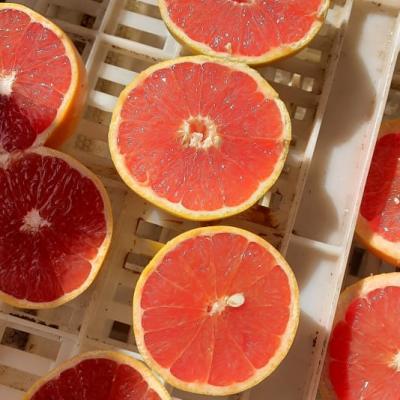 Grapefruits 1