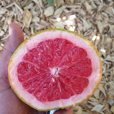 Grapefruits 2