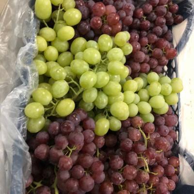 Grapes 2